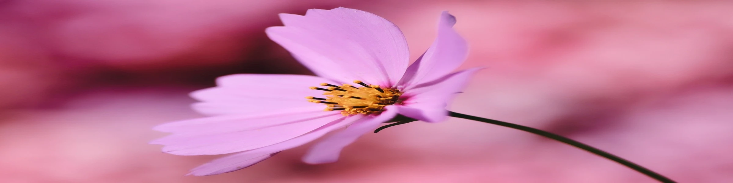 Bannerbild von Swordox