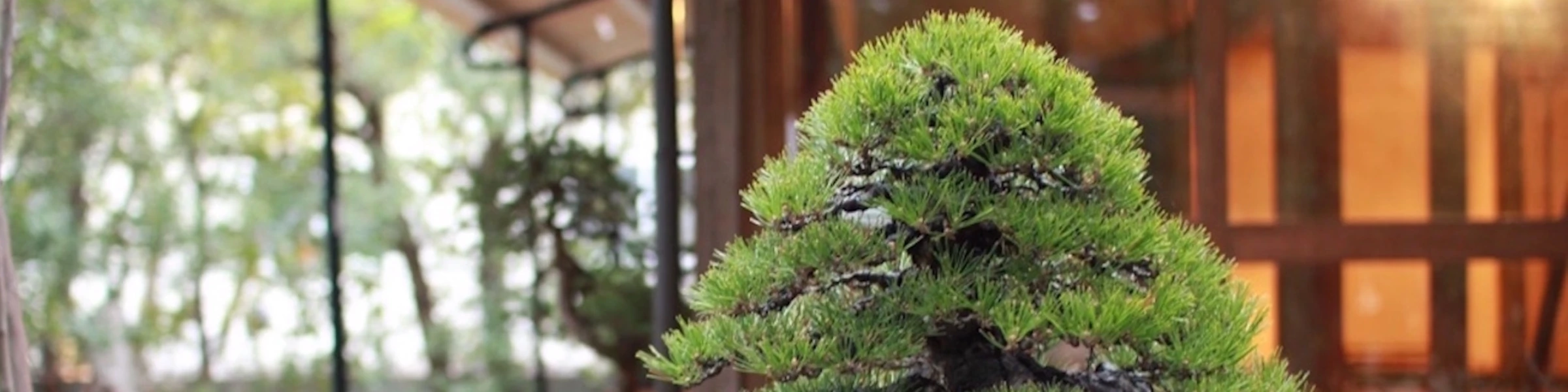 Bannière de ikigaibonsai