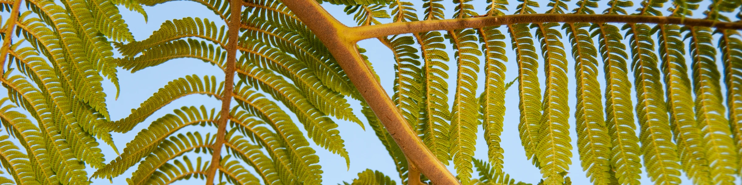 Banner image of Kunterli