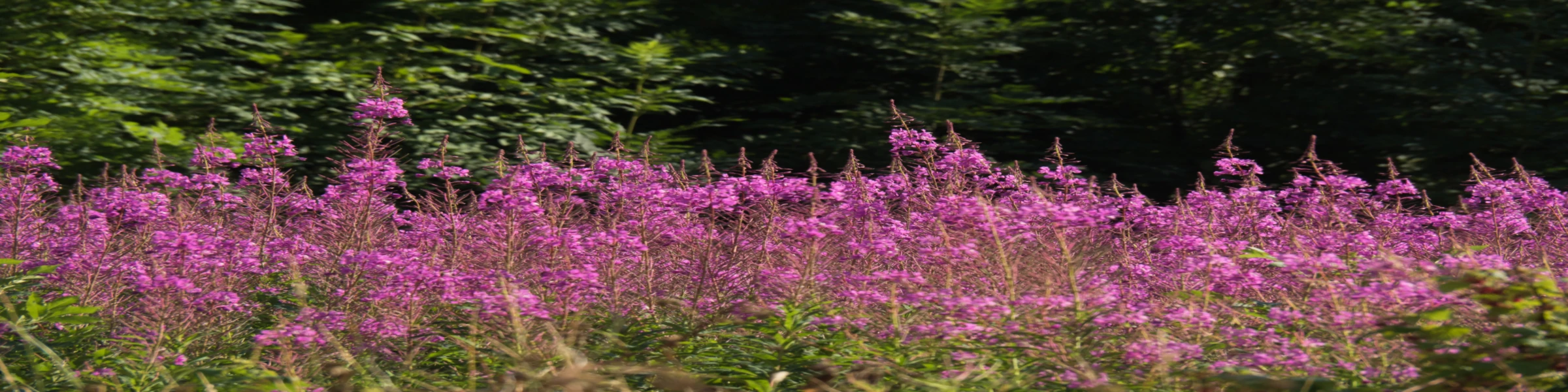 Banner image of Laura-Christina