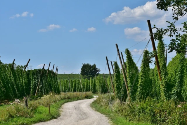 Bannerbild von BoarischMadl