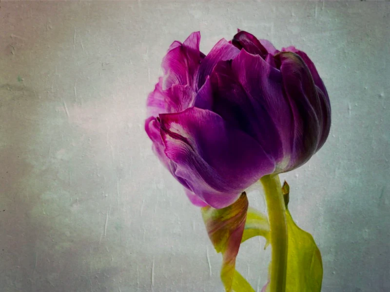 Banner image of TineMignon