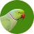 TheParakeet