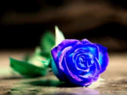 Bannerbild von Perle211283