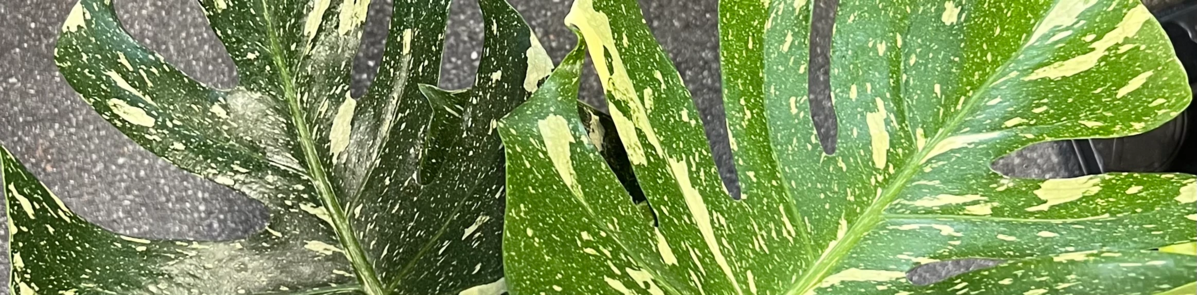 Banner image of plants.n.theo