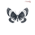 Human