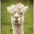 Alpaca Arts