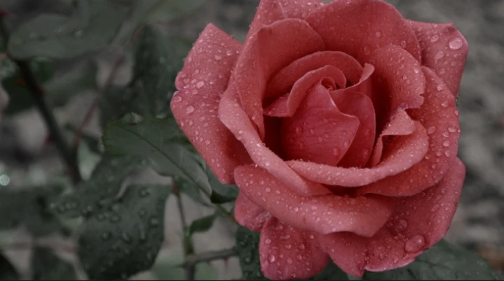 Banner image of TVane