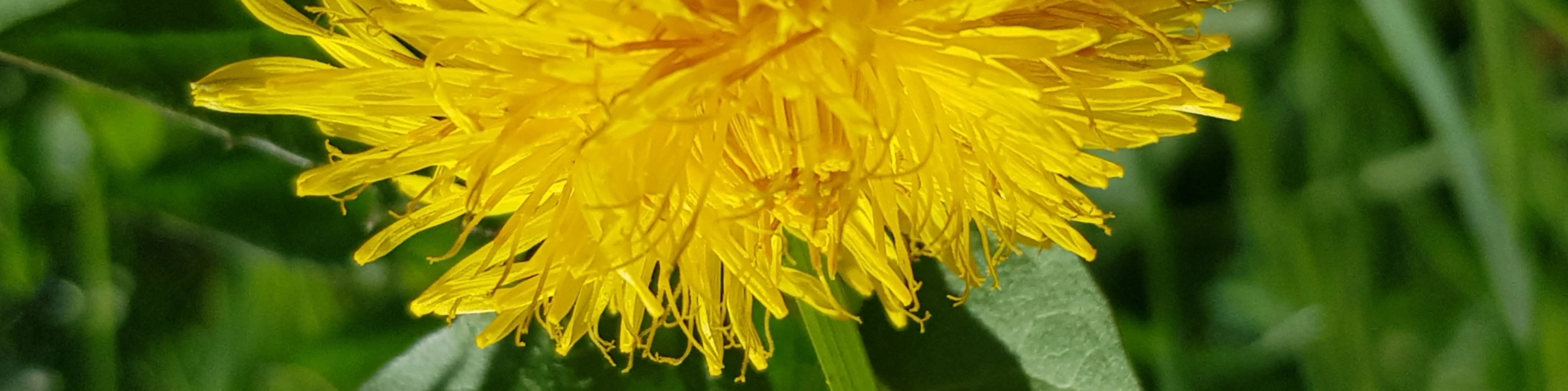 Banner image of Sunnyside