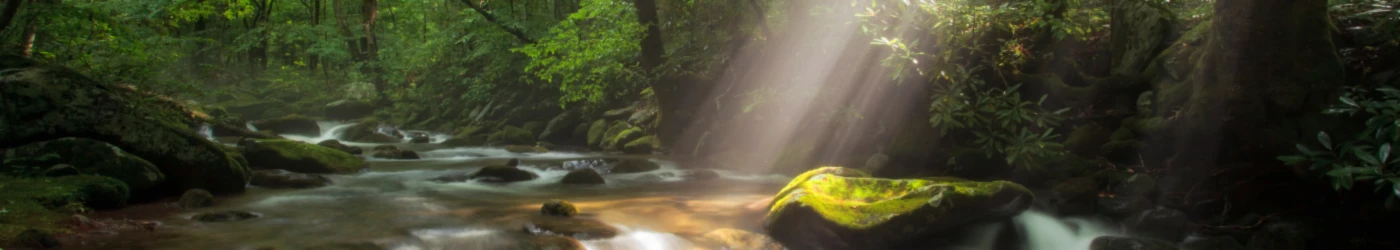 Bannerbild von eNesis