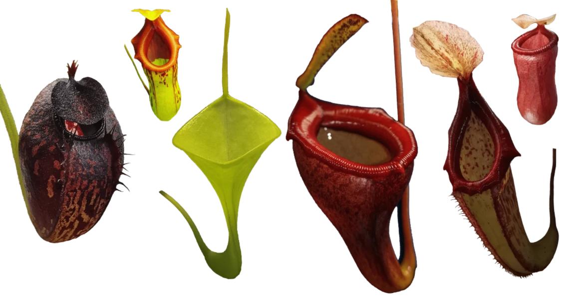 Bannière de Zufi1337