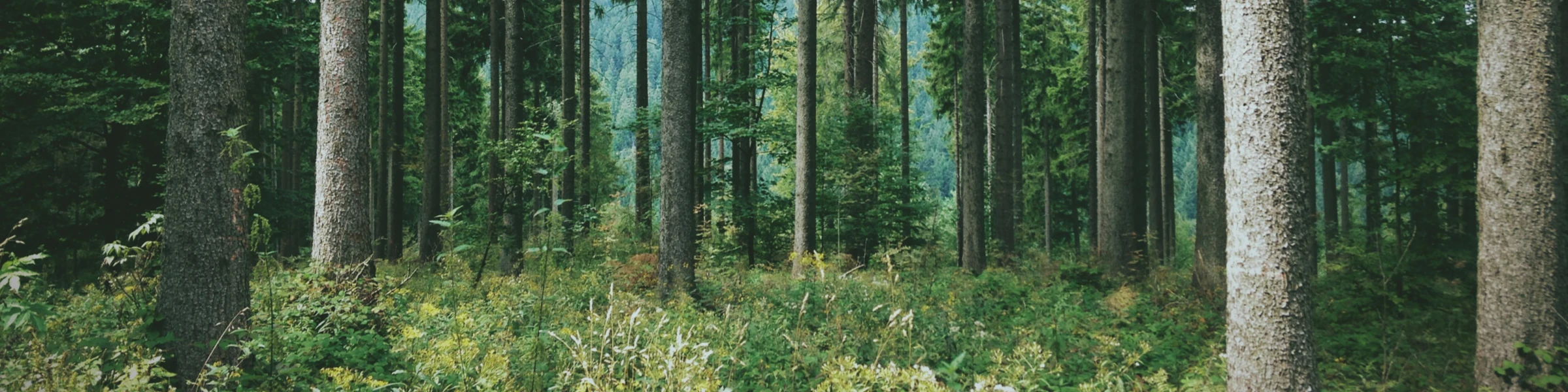 Bannière de Philofuchs