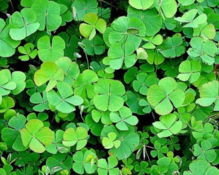 Banner image of Alberto Thirion