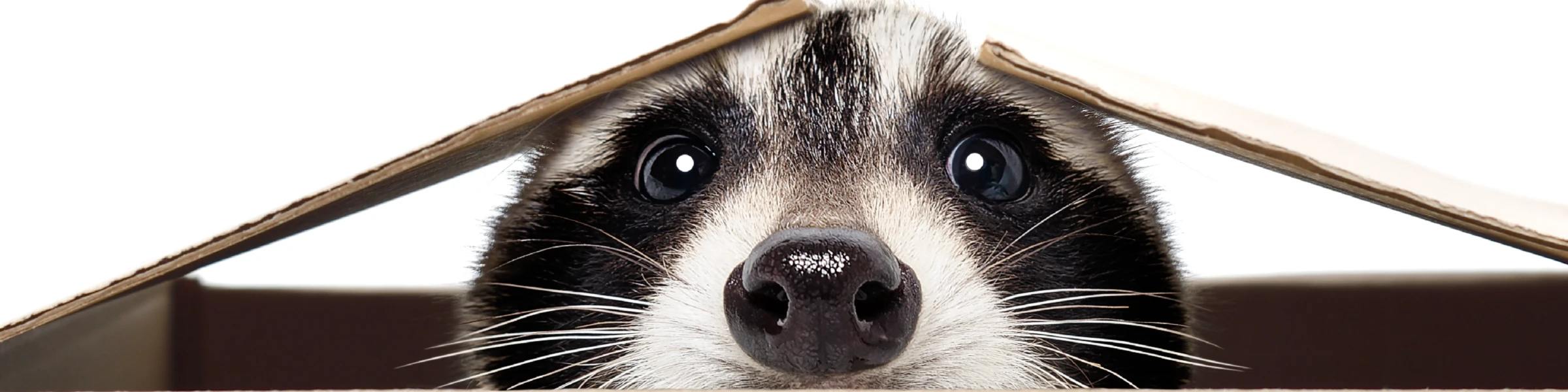 Bannerbild von Waschbaerlady