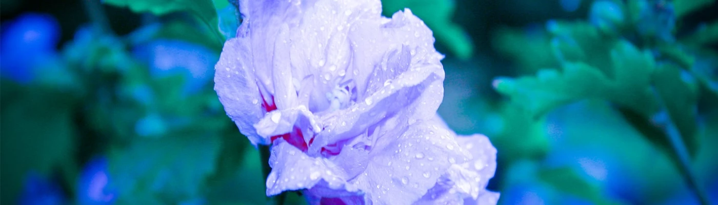Bannerbild von ItsArtemisia