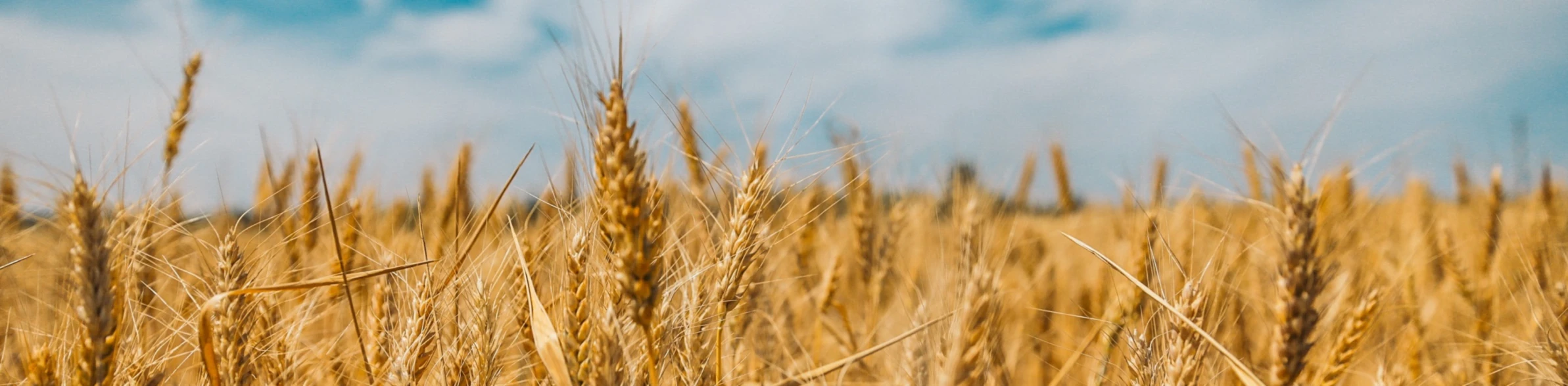 Banner image of 4ukraine