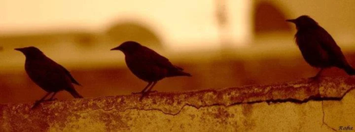 Bannière de Gonesstones