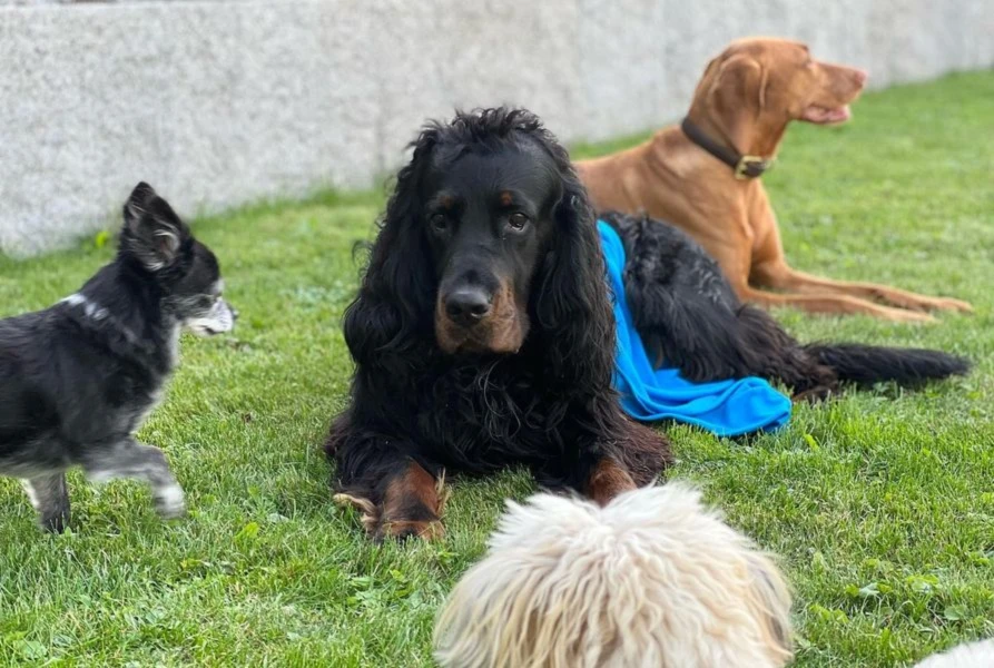 Bannerbild von dogsarefamily