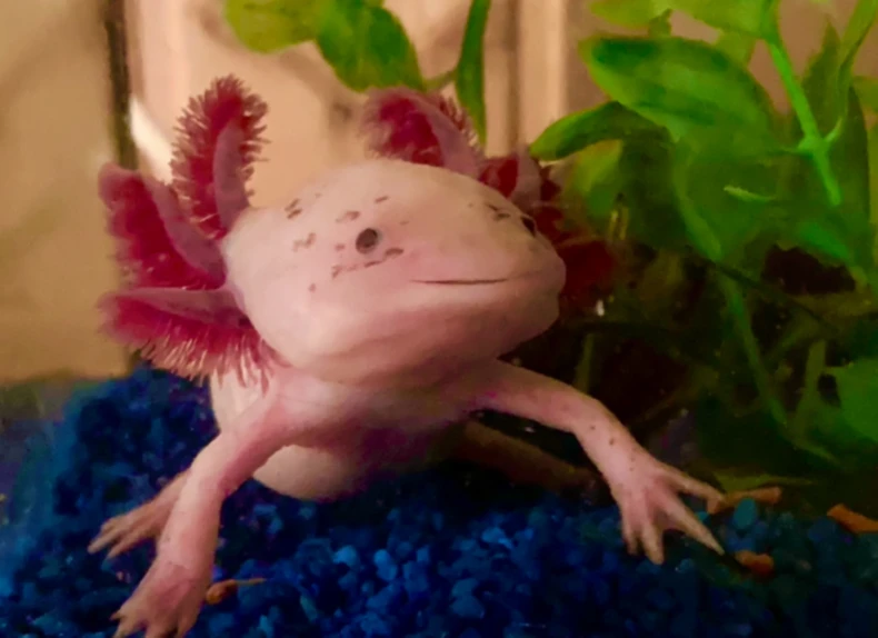 Banner image of McFraggs