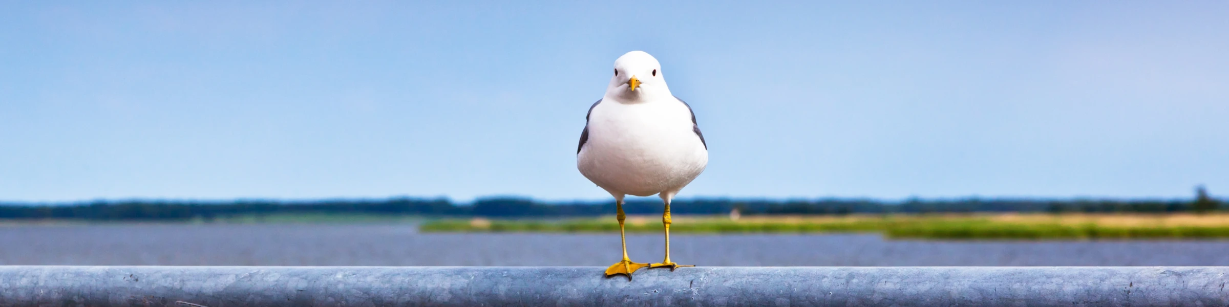 Banner image of Serani