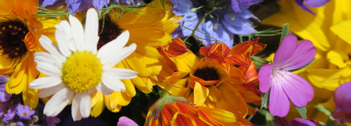 Banner image of RosemarieKan