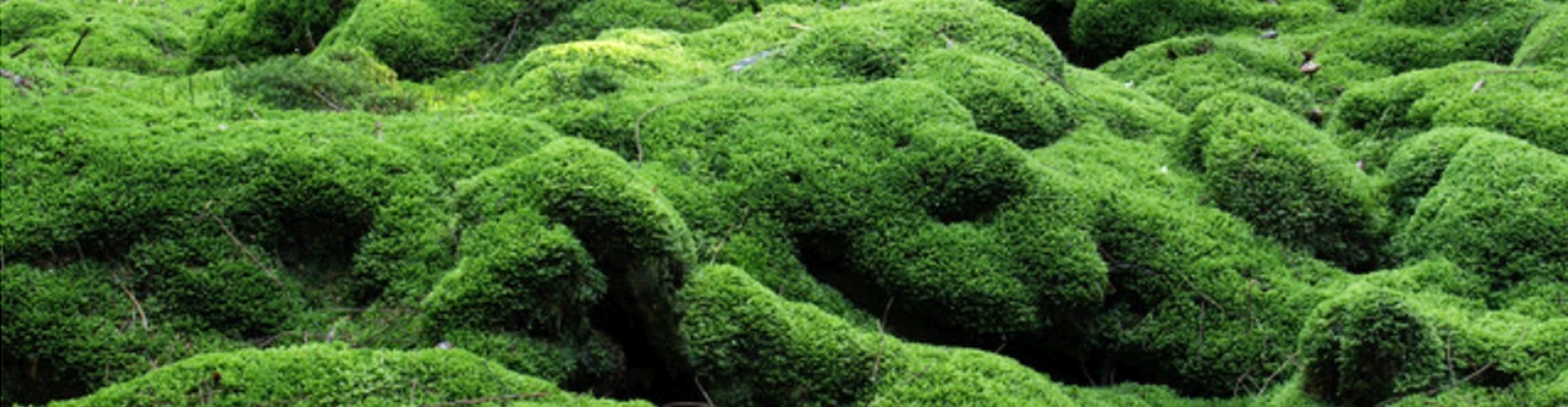 Bannerbild von Mutterbaum