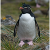 awesomerockhopper