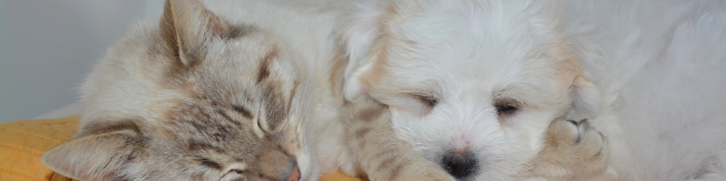 Bannerbild von TwitterRudel App