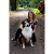 outdogs Hundeschule