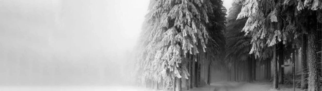 Banner image of WILDHARE CREATIONS