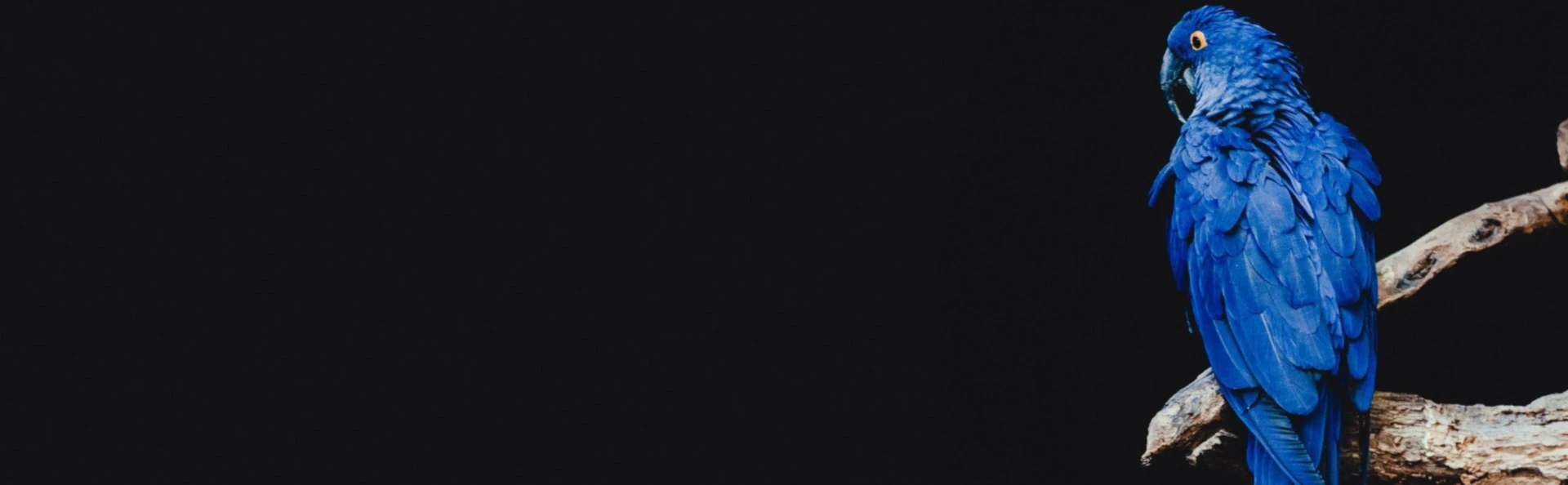 Banner image of Animalia Gang