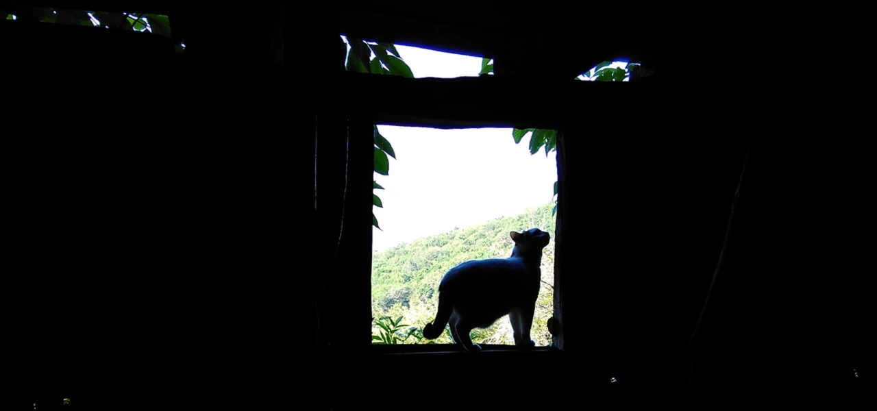 Bannerbild von Monk on the Hill