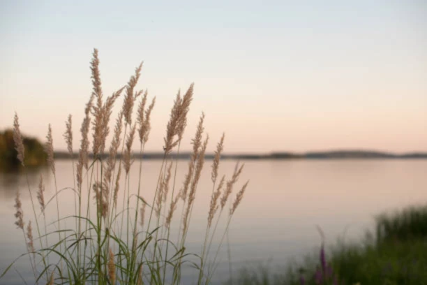 Banner image of Merkier