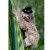 Swaggy Sloth