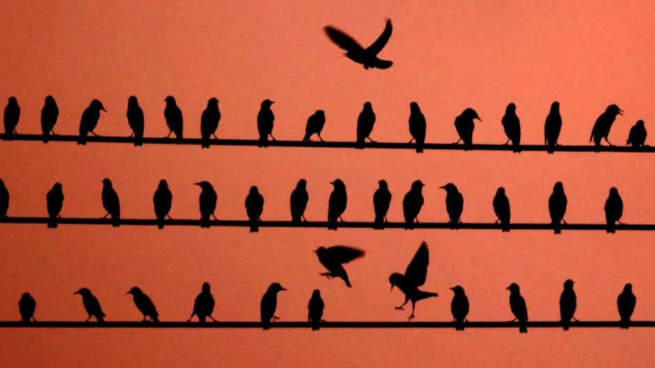 Banner image of Fine Apparel