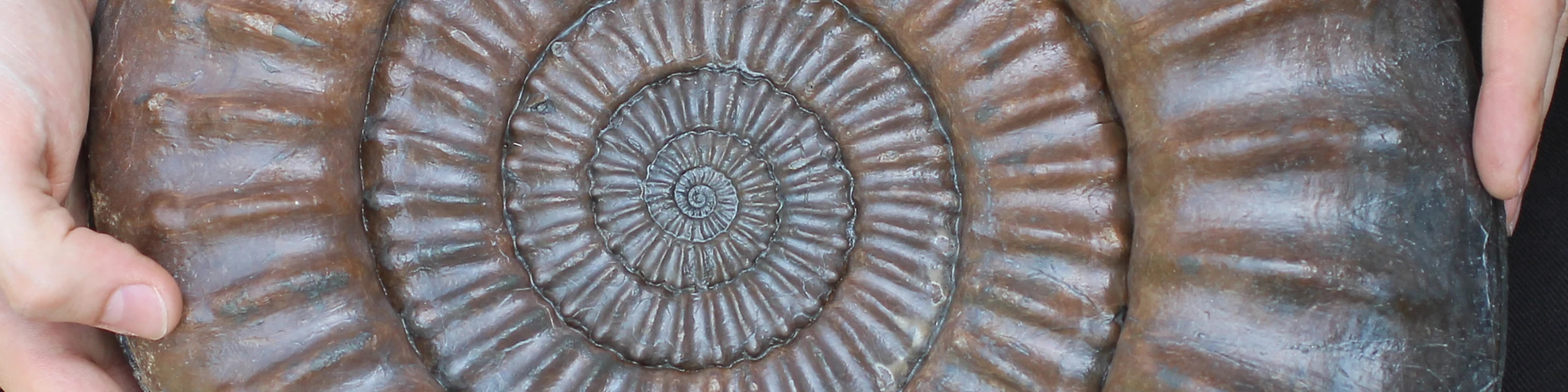 Bannerbild von Steinkern.de