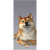 Doggey