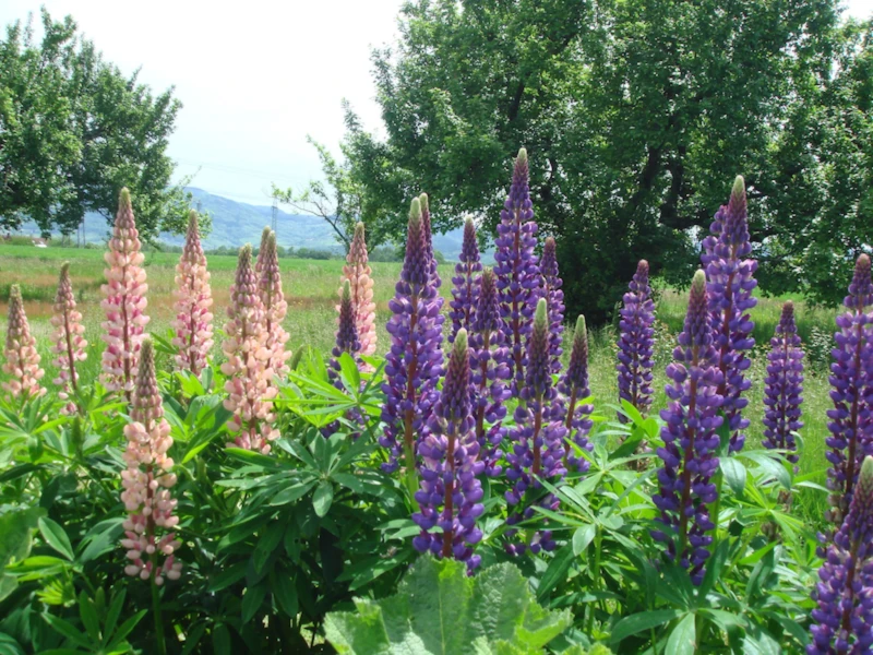 Banner image of Lillrose