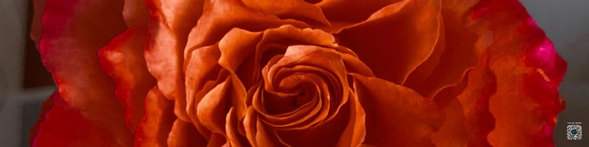 Banner image of iji macu