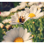 Blumenwiese Schwerin