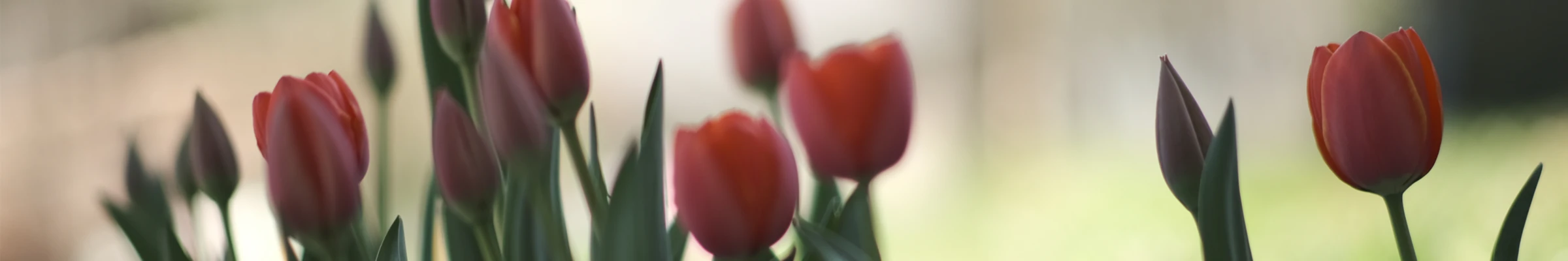 Banner image of A-what