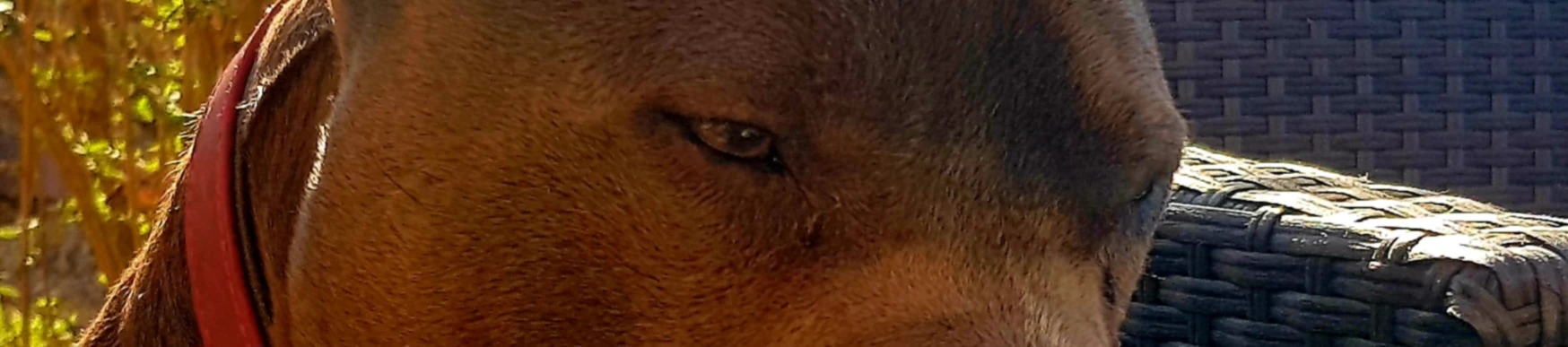 Bannerbild von Emils Online Shop