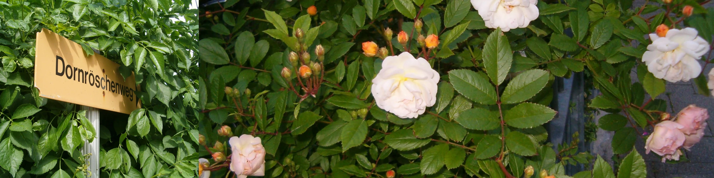 Banner image of Katan65