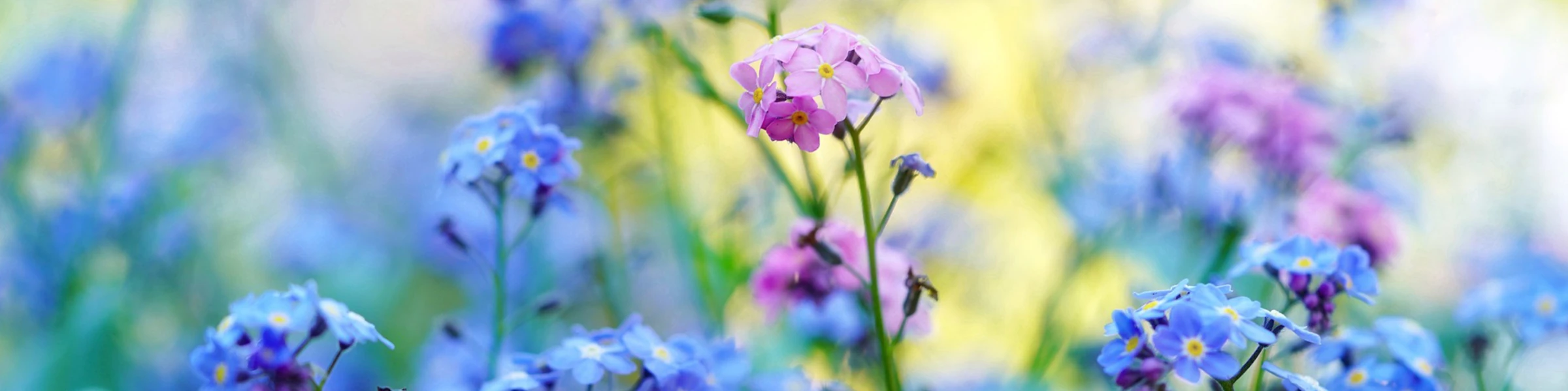 Bannerbild von Tom and Garden