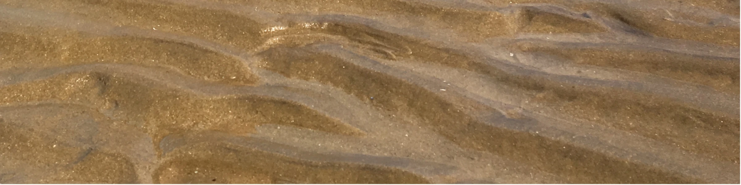 Banner image of Pawlito