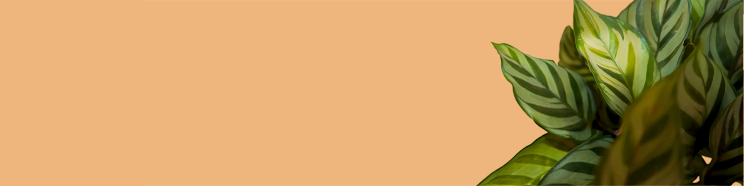 Banner image of Bexx