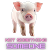NotSomethingSomeone