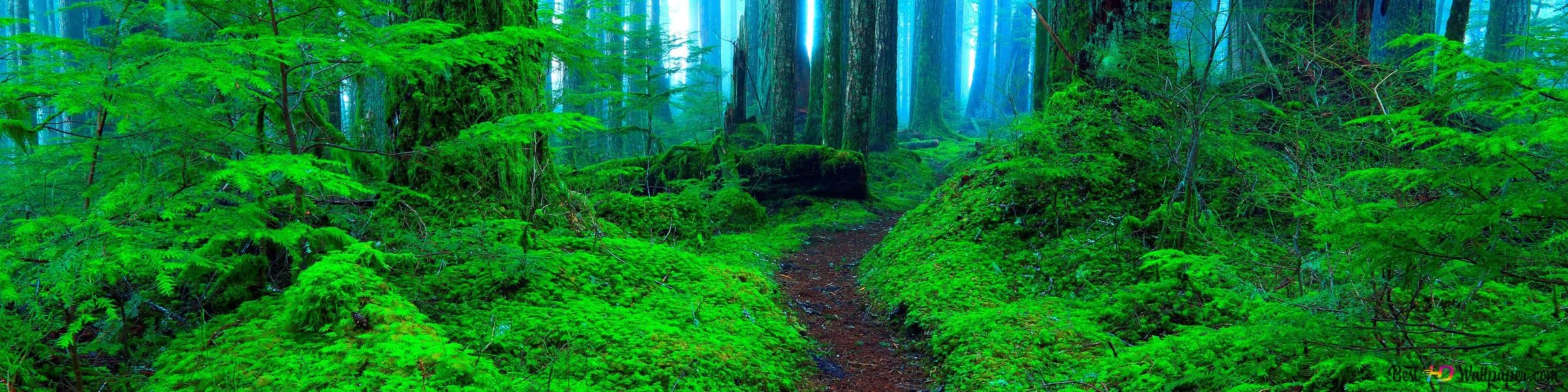 Bannière de Ceafaber