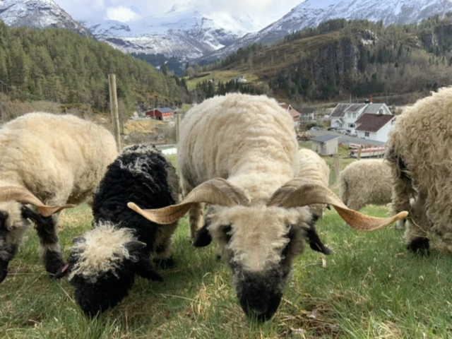 Bannerbild von Fjordgarden