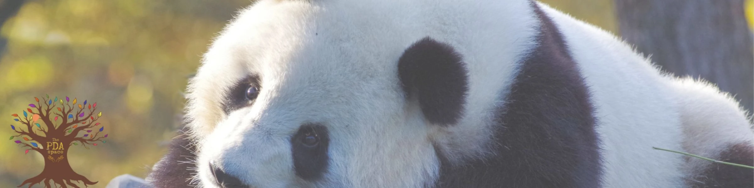 Banner image of The PDA Space